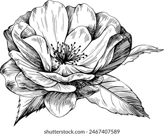 Flor de rosa silvestre aislada en blanco. Dibujado a mano ilustración botánica vintage.