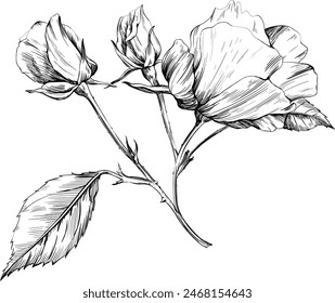 Wild rose flower isolated on white. Hand drawn botanical vintage illustration.