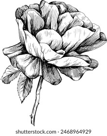 Wild rose flower isolated on white. Hand drawn botanical vintage illustration.