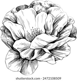 Wild rose flower isolated on white. Hand drawn botanical vintage illustration.