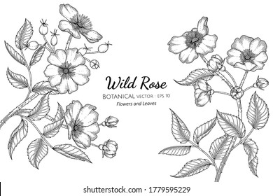 Wild rose flower and leaf hand drawn botanical illustration with line art on white backgrounds. 