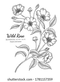 Wild rose flower and leaf hand drawn botanical illustration with line art on white backgrounds. 