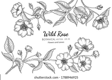 Wild rose flower and leaf hand drawn botanical illustration with line art on white backgrounds. 