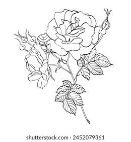 Flor de rosa salvaje con hojas. Vector dibujado a mano ilustración floral de floración rosa cadera en estilo de arte de línea. Esbozo en colores blanco y negro sobre fondo aislado. Dibujo de contorno botánico para logotipo 