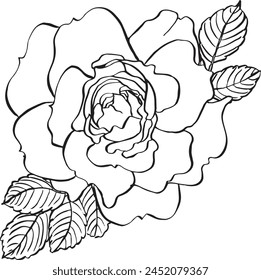 Wild rose flower with leaves. Vector hand drawn floral illustration of blooming rose hip in line art style. Sketch in black and white colors on isolated background. Botanical contour drawing for logo 