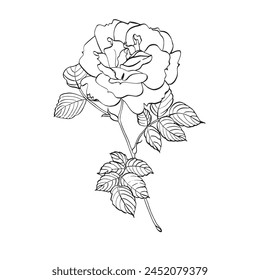 Flor de rosa salvaje con hojas. Vector dibujado a mano ilustración floral de floración rosa cadera en estilo de arte de línea. Esbozo en colores blanco y negro sobre fondo aislado. Dibujo de contorno botánico para logotipo 