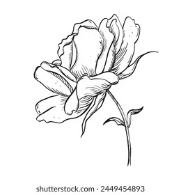 Wild rose flower on stem with leaves. Vector hand drawn floral illustration of blooming rose hip in outline style. Sketch in black and white colors on isolated background. Botanical contour drawing