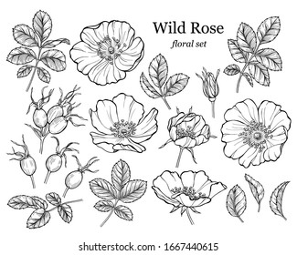 Wild rose flower set, line art drawing. Outline floral design elements isolated on white background, vector illustration. Hand drawn rose hip flowers, buds, berries and leaves