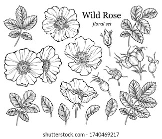 Wild rose flower set, line art drawing. Outline floral design elements isolated on white background, vector illustration. Hand drawn rose hip flowers, buds, berries and leaves