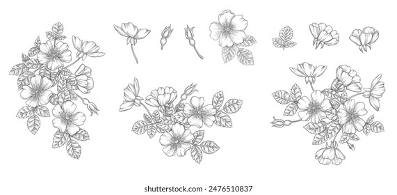 Wild rose flower set, line art drawing. Outline floral design elements isolated on white background, vector illustration. Hand drawn rose hip flowers, buds, berries and leaves