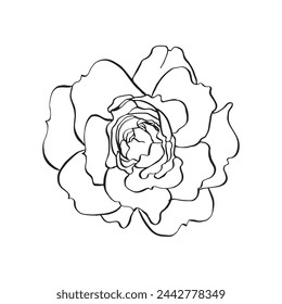 Wild rose flower. Vector hand drawn floral illustration of blooming rose hip in line art style. Sketch in black and white colors on isolated background. Botanical contour drawing for logo or print