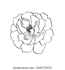 Wild rose flower. Vector hand drawn floral illustration of blooming rose hip in line art style. Sketch in black and white colors on isolated background. Botanical contour drawing for logo or print