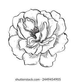 Wild rose flower. Vector hand drawn floral illustration of blooming rose hip in outline style. Sketch in black and white colors on isolated background. Botanical contour drawing for logo or print