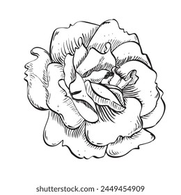 Wild rose flower. Vector hand drawn floral illustration of blooming rose hip in outline style. Sketch in black and white colors on isolated background. Botanical contour drawing for logo or print