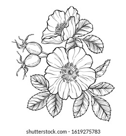 Wild rose flowers and berries, line art drawing. Outline vector illustration isolated on white background. Rose hip bouquet engraving style