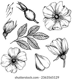 Wild rose flowers and berries, medicinal herb line art drawing. Outline vector illustration isolated on white background. Rose hip bouquets sketch for logo, tattoo, wedding design.