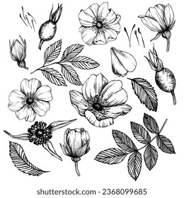 Flores y bayas de rosas silvestres, dibujos de arte de hierbas medicinales. Ilustración del vector de contorno aislada en fondo blanco. Dibujo de ramos de cadera rosa para logo, tatuaje, diseño de bodas.