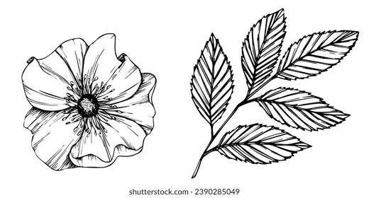 Wild rose flowers and berries, medicinal herb line art drawing. Outline vector illustration isolated on white background. Rose hip bouquets sketch for logo, tattoo, wedding design.