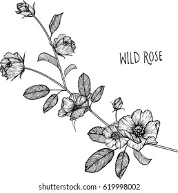 Wild rose flowers drawing illustration vector and clip-art.