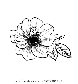 Wild rose flowers drawing and sketch with line-art on white backgrounds. 