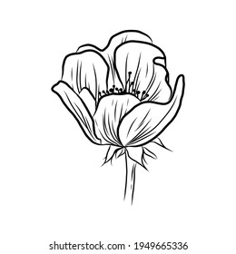 Wild rose flowers drawing and sketch with line-art on white backgrounds. 