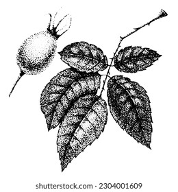 Wild rose flowers drawing and sketch with pointillism on white backgrounds. Vintage illustration of branch with rosehip fruits and leaves.