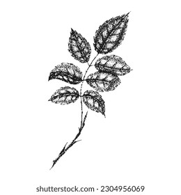 Wild rose flowers drawing and sketch with pointillism on white backgrounds. Vintage illustration of branch with leaves