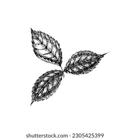 Wild rose flowers drawing and sketch with pointillism on white backgrounds. Vintage illustration of branch with leaves