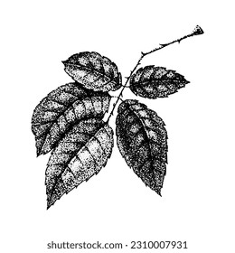 Wild rose flowers drawing and sketch with pointillism on white backgrounds. Vintage illustration of branch with leaves