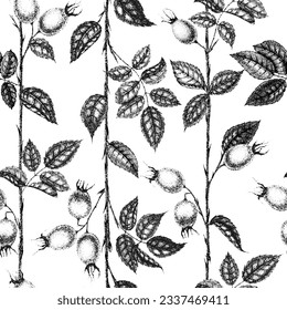 Wild rose flowers drawing and sketch with pointillism on white backgrounds. Vintage pattern of branch with rosehip fruits and leaves.