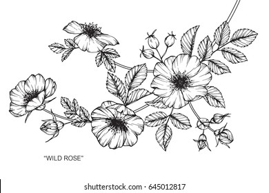 Wild Rose Flowers Drawing And Sketch With Line-art On White Backgrounds.