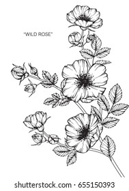 Wild rose flowers drawing and sketch with line-art on white backgrounds.