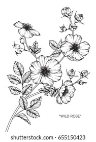 wild rose diagram