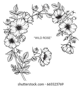 Wild rose flowers drawing and sketch with line-art on white backgrounds. 