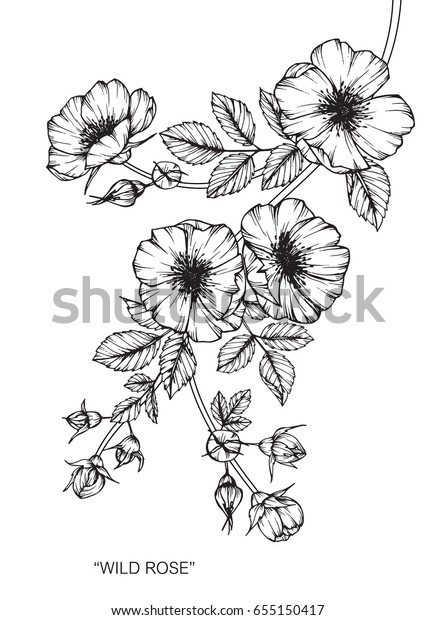 白い背景に野生のバラの花が描かれ 線画でスケッチされます のベクター画像素材 ロイヤリティフリー