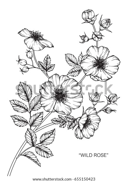 白い背景に野生のバラの花が描かれ 線画でスケッチされます のベクター画像素材 ロイヤリティフリー