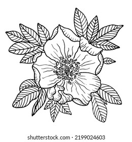 Wild rose, rose hip flowers and leaves, line art drawing. Outline vector illustration isolated on white background. Rose hip bouquet engraving style. Freehand sketch. Graphic style.