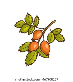 Wild rose hips. Vector Illustration. Isolated on white.