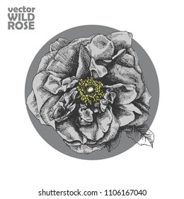 Wild rose illustration