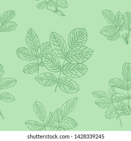 Wild rose leaves seamless pattern. Mint background. Botanical illustration. Vector drawing.