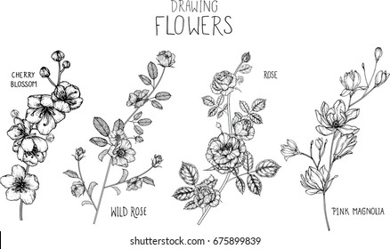 Wild rose, Rose, Magnolia, cherry blossom flowers drawing illustration vector and clip-art.