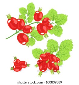 wild rose on a white background