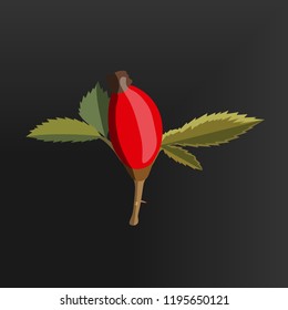 wild rose plant
