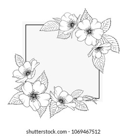 Wild rose rosa canina blooming herbal flowers. Decorated rectangular square border frame template. Cherry sacura like blossom. Black white outline sketch drawing.