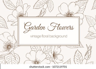 Wild rose rosa canina dog rose garden flowers vintage floral backround. Detailed outline drawing. Rectangular border frame with text placeholder. Brown beige sepia retro vintage style.