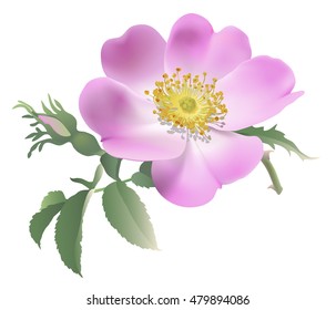 Wild rose - Rosa canina. 
Hand drawn vector illustration of a pink rose and bud on transparent background.
