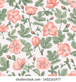 Wild rose seamless pattern. Cantaloupe background. Botanical illustration. Vector drawing.