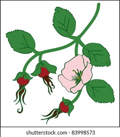 wild rose in vector