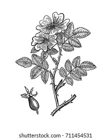 Wild rose. Vector images of medicinal plants. Detailed botanical illustration for your design. Decorative rosehip element for design cosmetic, natural medicine, herbal tea,health  organic food