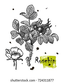 Wild rose. Vector images of medicinal plants. Detailed botanical illustration for your design. Decorative rosehip element for design cosmetic, natural medicine, herbal tea, health organic food